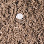Container Soil for Baskets - Cubic Yard