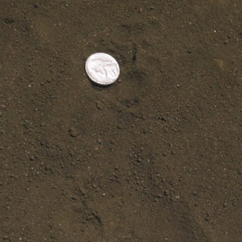 Texas Greensand