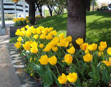 Lawns of Dallas